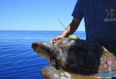 Tortuga con dispositivo de seguimiento para un estudio científico. 