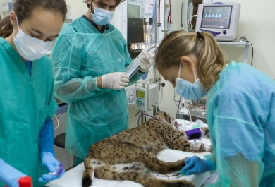 Veterinarios atendiendo a lince en centro de cría