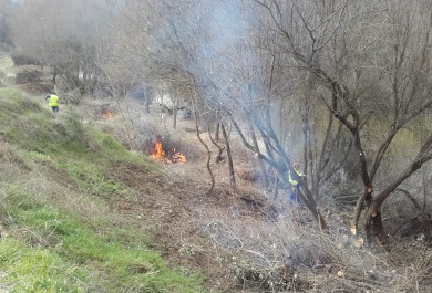 recuperación de la vegetación en el entorno de El Pardo