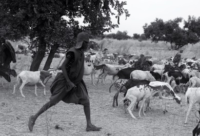 Pastor junto a ganado en Mali