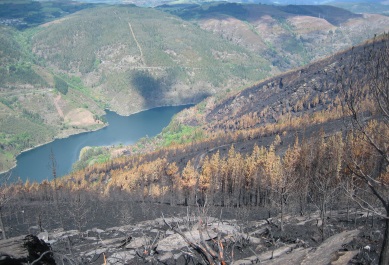 Restauración hidrológico-forestal en los montes de Cordal de Berducedo y Sierra La Cuesta y Villarpedre en Asturias