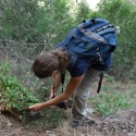 Nuevo plan para la conservación de 19 plantas pitiusas