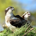 Recuperación de especies emblemáticas en la Comunidad Valenciana