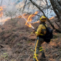Más de 2.450 profesionales del Grupo Tragsa intervienen en la campaña de incendios de 2023​