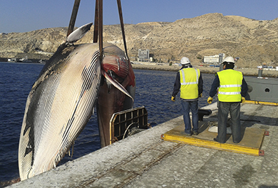 Operarios del Grupo Tragsa sacando el cuerpo de la ballena del agua con la ayuda de una grua