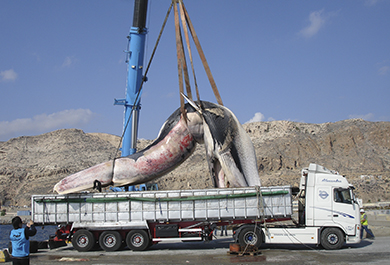 Operarios del Grupo Tragsa colocando el cuerpo de la ballena en el transporte que la llevará hasta su destino